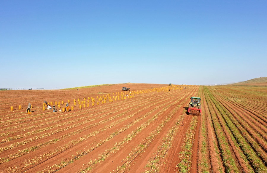 呼和浩特武川土豆迎來(lái)收獲季